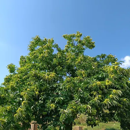 Pavlianis Calm Farm Διαμέρισμα